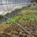 길금농장 이미지