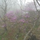 백화화원 이미지