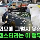 앵무새 이미지