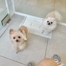 소다온 동물병원 | 안산 강아지 건강검진 후기, 고잔동 동물병원 라비온동물의료센터