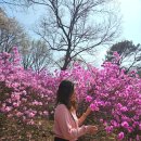 종합운동장대중목욕탕 | 부천 원미산 진달래 축제 4월 종합운동장 봄꽃 후기