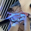 선부중앙동물의료센터 이미지