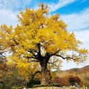 은행나무3길 이미지