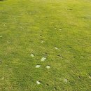 설해원 더 레전드 코스 | 🌲 강원 양양 설해원CC 레전드 코스 라운드 후기