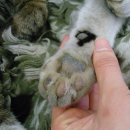 핑크젤리 이미지