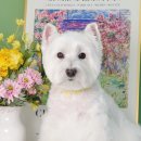 소우주 애견미용실 이미지