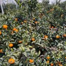 제주댁 농장 이미지