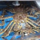 천지대게 이미지