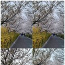 장안벚꽃길 이미지