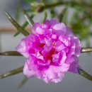 이끼이야기