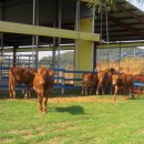 든해솔한우농장 이미지