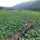 1년에 한 달, 나만 알고 싶은 ‘비밀의 정원’ 울산 회야댐생태습지 이미지