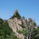 공룡발톱 이미지