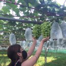 선진농원 이미지