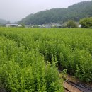 요제농장 이미지