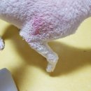 거부기 동물병원 이미지