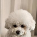 어몽독스 이미지