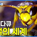 [EBS] EBS 걸작 다큐멘터리-장수말벌 이미지