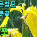 꽃창포(옥선화)- 이름은창포지만꽃은붓꽃을닮고,붓꽃과식물이지만 잎줄기는창포를닮은꽃 조회수 3.7천회 3년 전 이미지