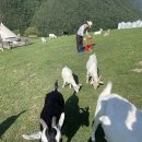 태백목장 이미지