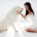 클라라애견 이미지