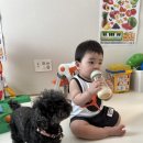 강아지를부탁해(돌봄) 이미지