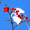 김설희 카카오 검색결과