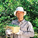 세농부 | 매실청 담그기 재료 | 쪼갠 청매실 황매실 | 열정농부 매실 후기