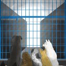 서산시동물보호센터 이미지