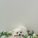 굿데이몽 이미지