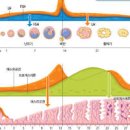 생리전증후군(PMS) 뜻 증상 원인 기간 약 월경전증후군 이미지