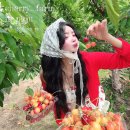 파주 체리 따기 체험 6월 가볼만한곳 내돈내산 약산체리원