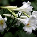 식물이야기 이미지