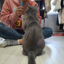 미카도스시 이미지