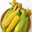초당옥수수 1개 칼로리 당뇨 혈당 초당옥수수 효능 이미지
