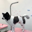 아이몽펫 이미지