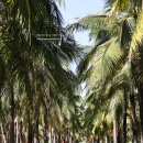 착한아이스크림 | 태국 치앙마이 여행 핫플 코코넛마켓 운영 시간 일요일 후기 아이스크림