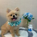 제이에이치바이오팜 | 강아지 영양제 추천 ( 닥터코디 100 )