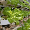 선두농장 이미지