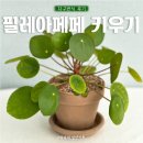 필레아 | 필레아페페 키우기 자구번식 후기