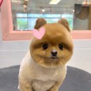 러블리펫샵 이미지