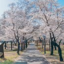 꽃보라동산 | 대구 벚꽃 명소 꽃보라동산 벚꽃 후기
