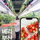 농업회사법인 성원팜 주식회사 | 부산시내에서 딸기체험을? 서면 딸기체험 농업회사법인 청원 베리부산