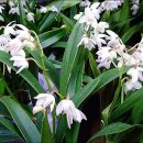 민들레화원 이미지