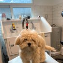 홍글몽글 이미지