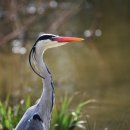 아우라(aura) 이미지