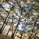 회동솔향캠핑장 이미지