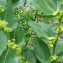 으뜸농원 이미지