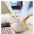 청담고양이 이미지