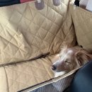 옐로우 켄넬 | 대형견 뒷자리 카시트 - 퍼플앤코 강아지 카시트 실제 사용 후기 (중형견)